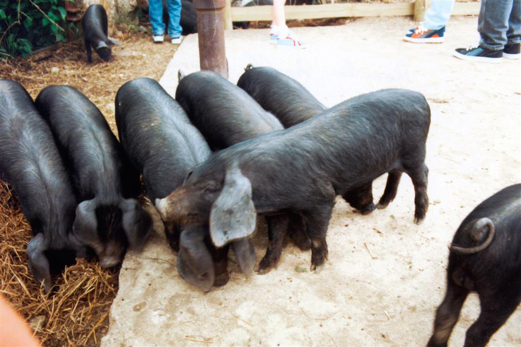 a bunch of baby pigs standing next to each other