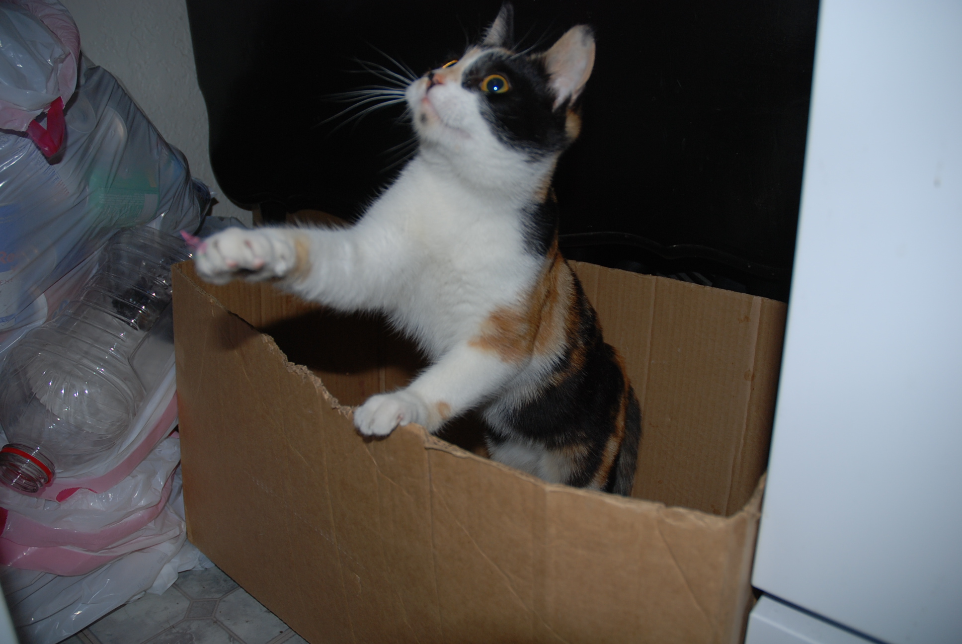 a cat that is climbing inside of a box
