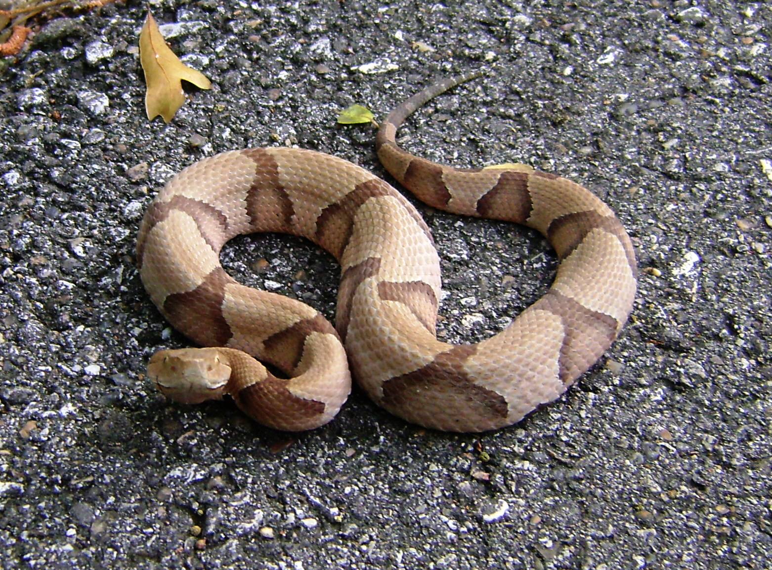 a snake is shown on the road with a tree nch nearby