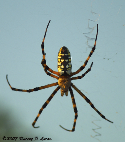 a big spider is hanging out in the sky