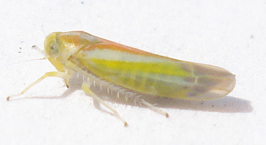 a large yellow insect is laying down on the ground