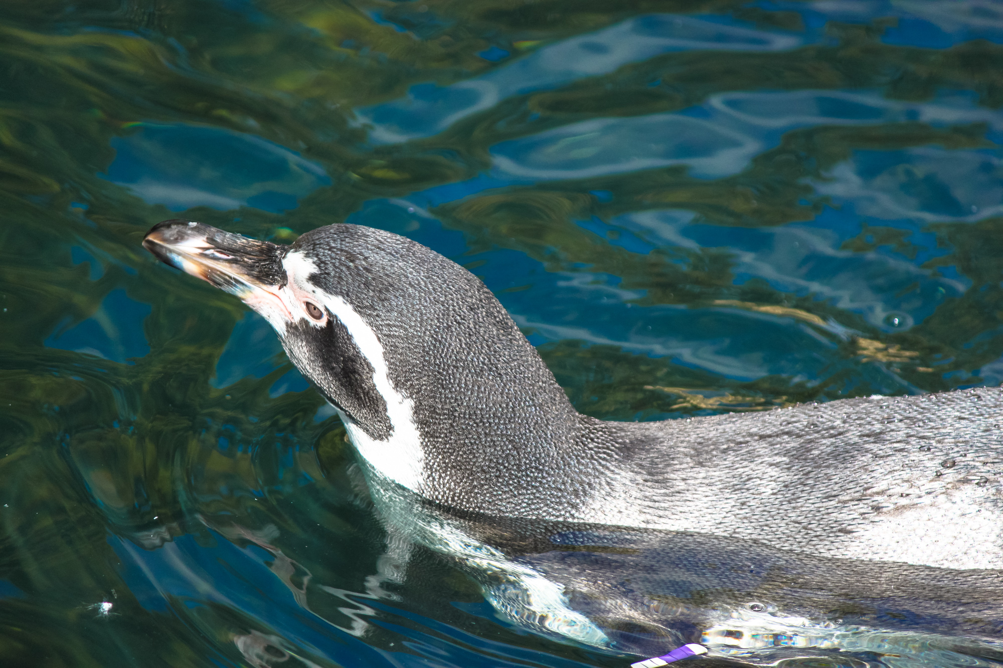 a penguin that is swimming in some water