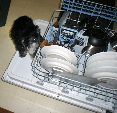a small dog looking at a few dishes in an dishwasher