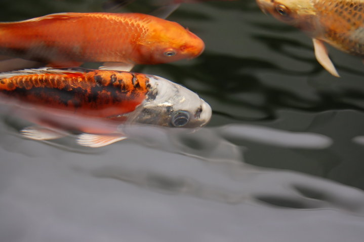 some orange and black fish swimming on the water