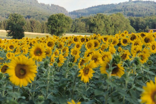 sunflowers in a large field near the forest