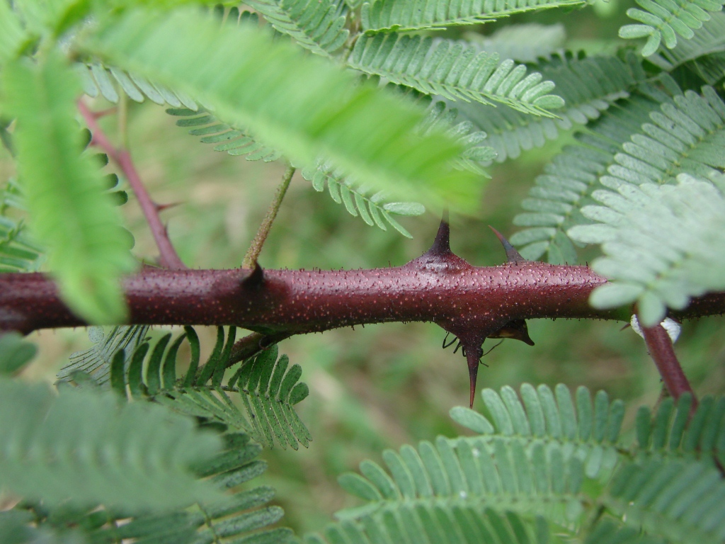 an insect on a nch with leaves in the background