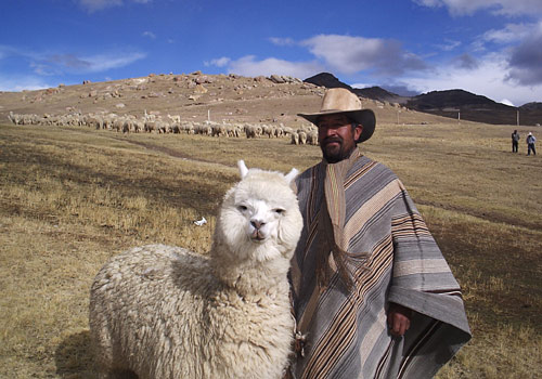 a person in a hat stands with a large alpaca on a farm
