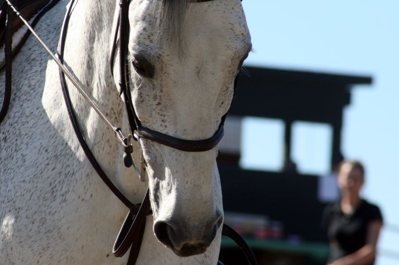 a white horse with black harness at outdoor event