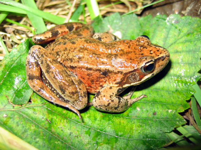 a brown and green frog on top of green leaves