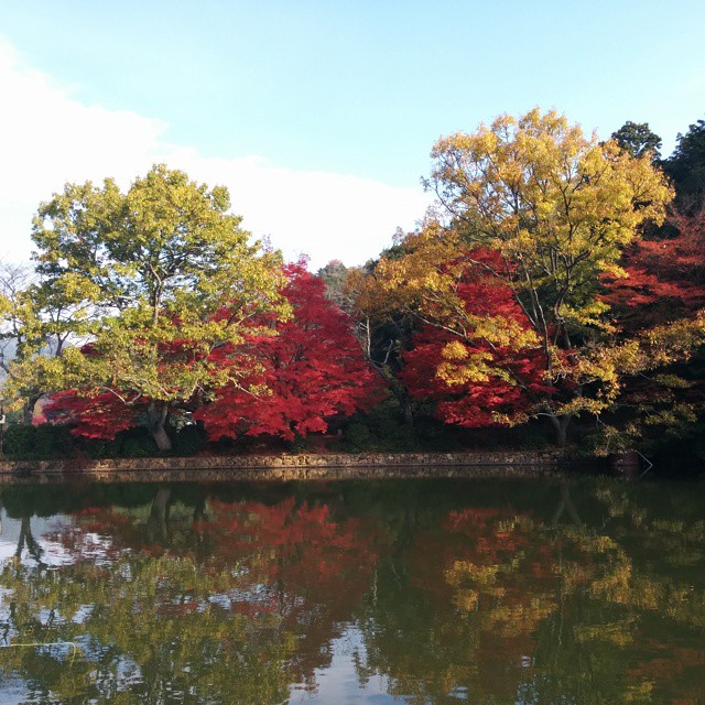autumn colors on a pond at the edge of trees