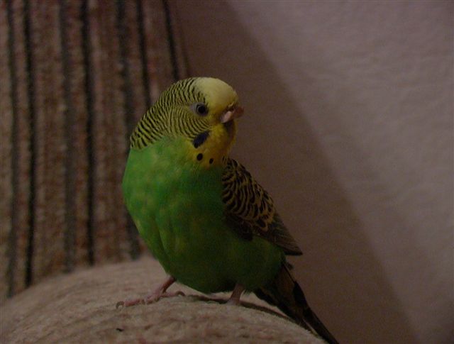 a green bird sitting on the arm of someone's chair