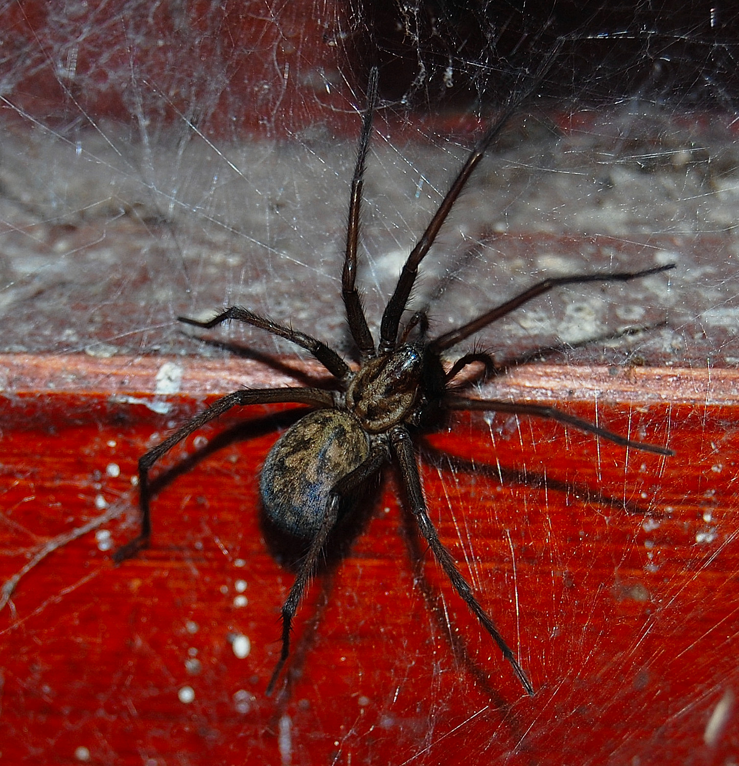 an insect sitting on a wooden surface near a window