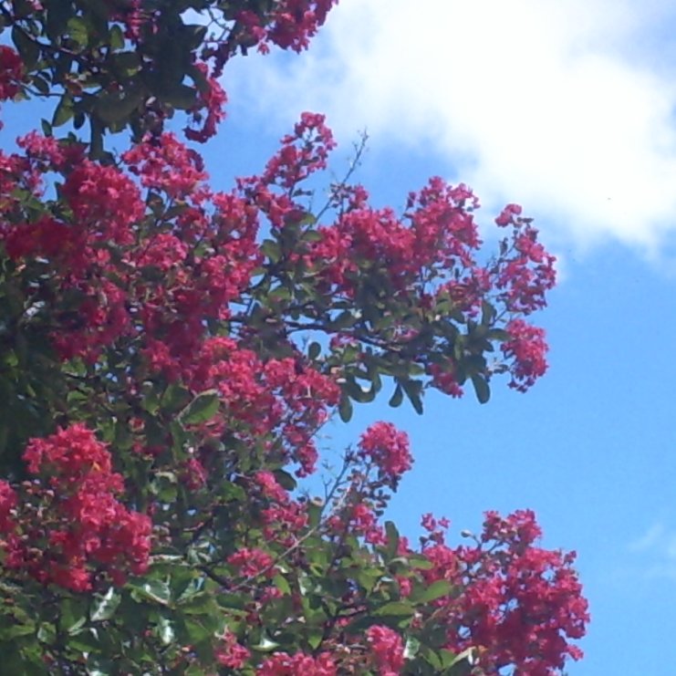 a tree is adorned with beautiful red flowers