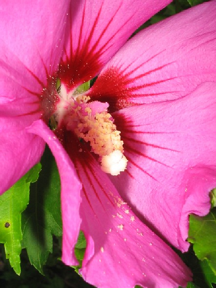 a pink flower has a center red stamen on it