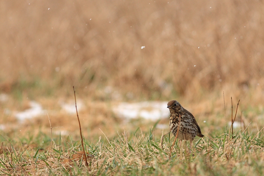 a small bird stands in the middle of a grassy area
