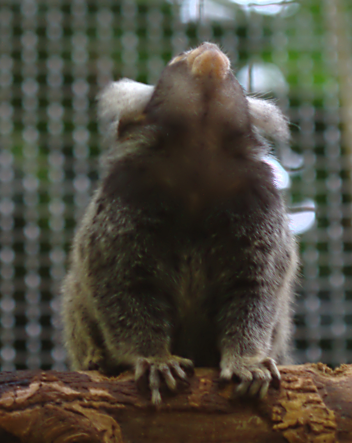 a small gray animal with an open mouth sitting on top of a log