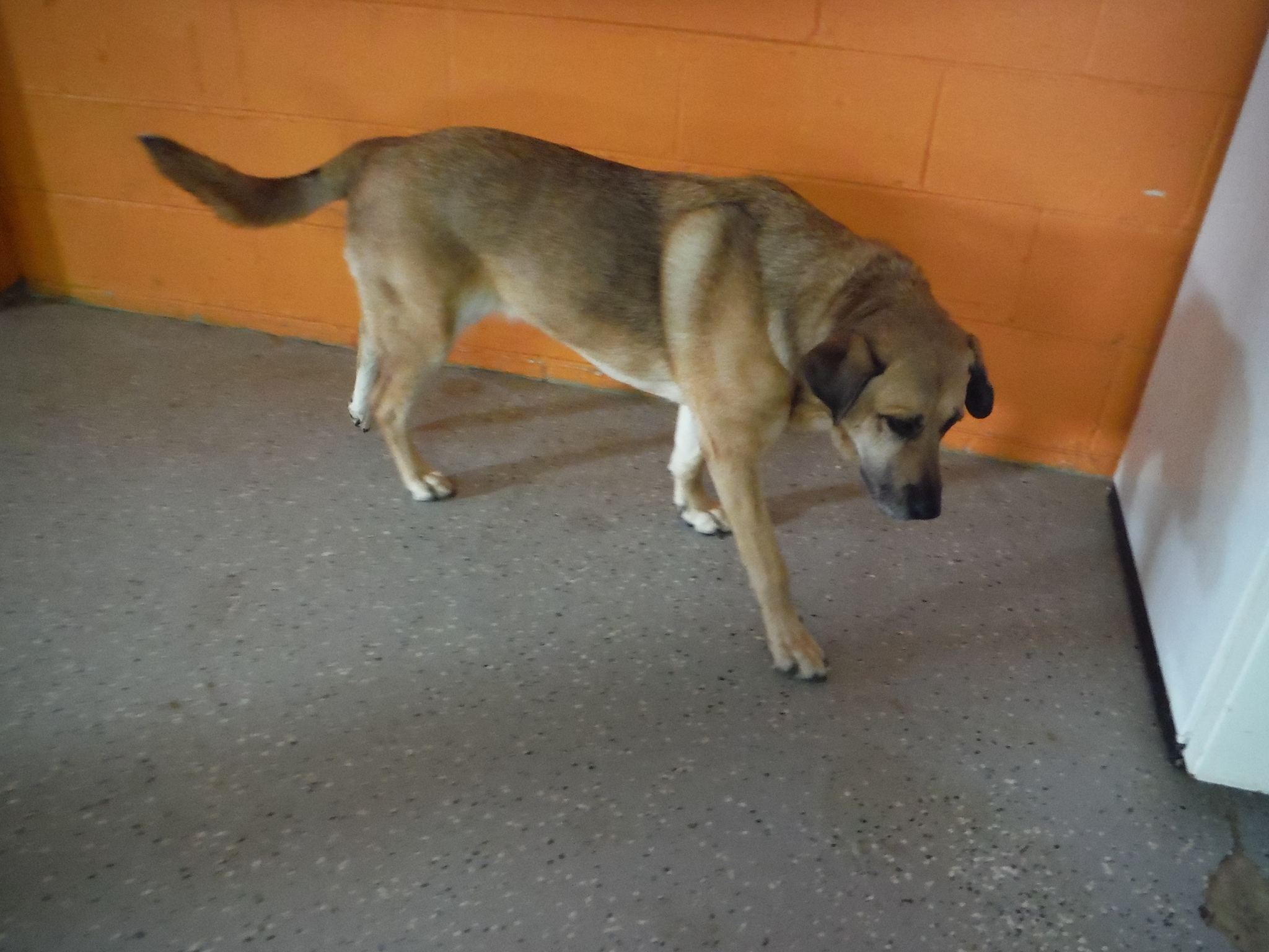 a dog standing in front of a wall