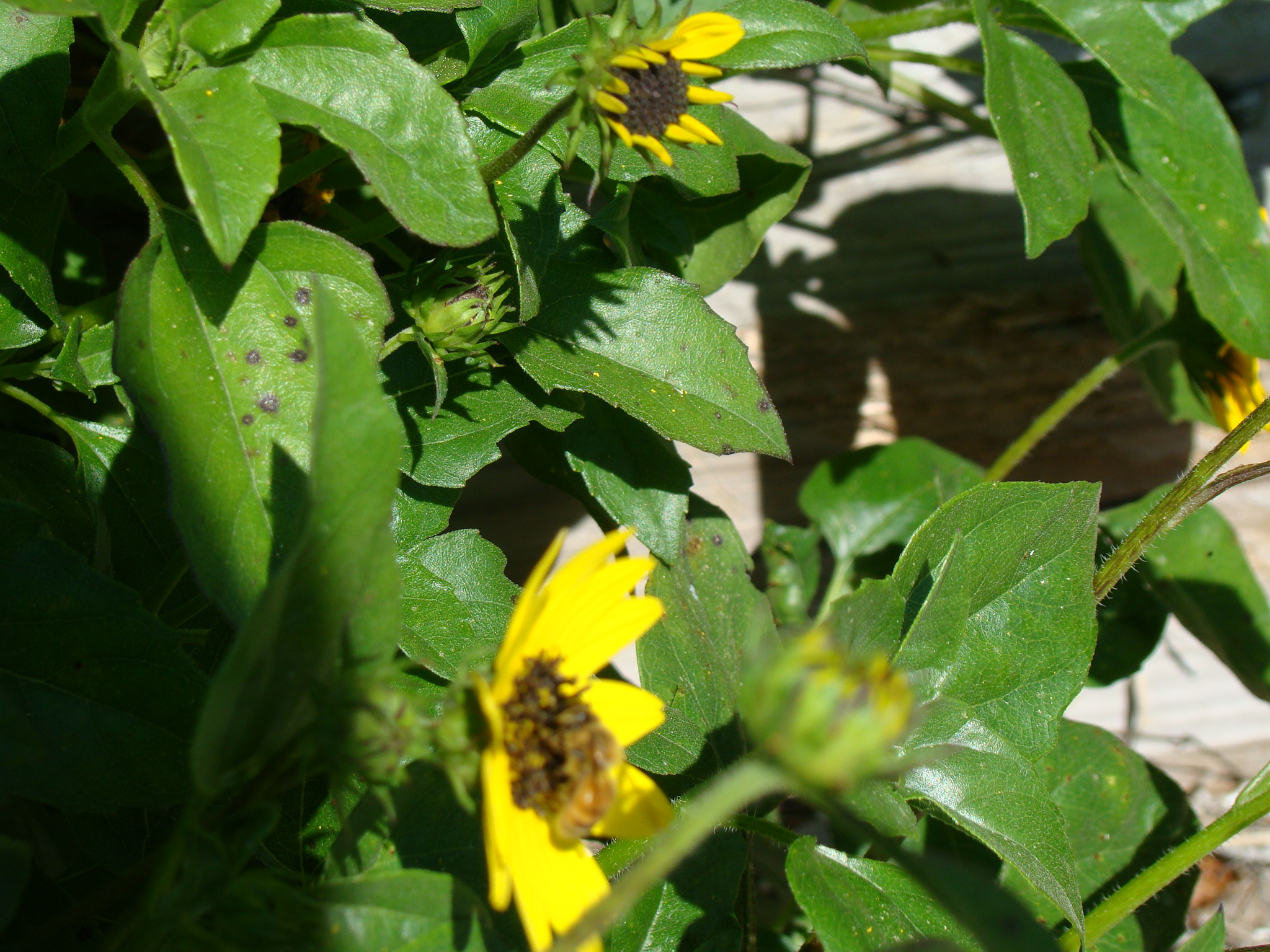 a yellow flower in a field and some green leaves