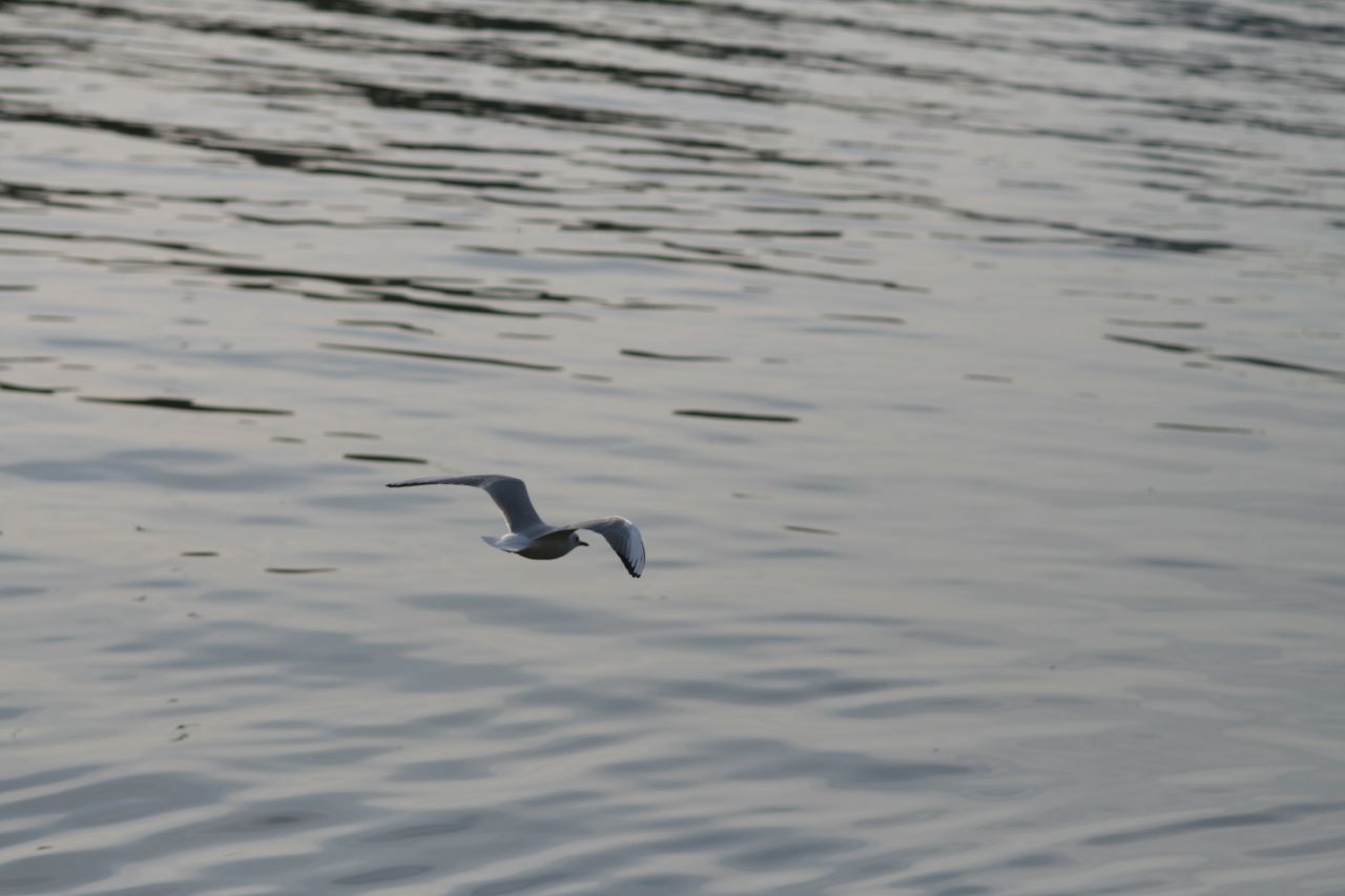 the seagull is flying low to the surface of the water