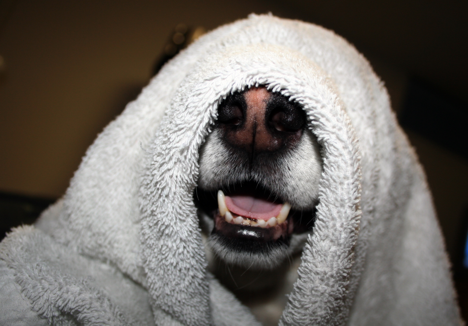 a close up of a dog wrapped in white towels