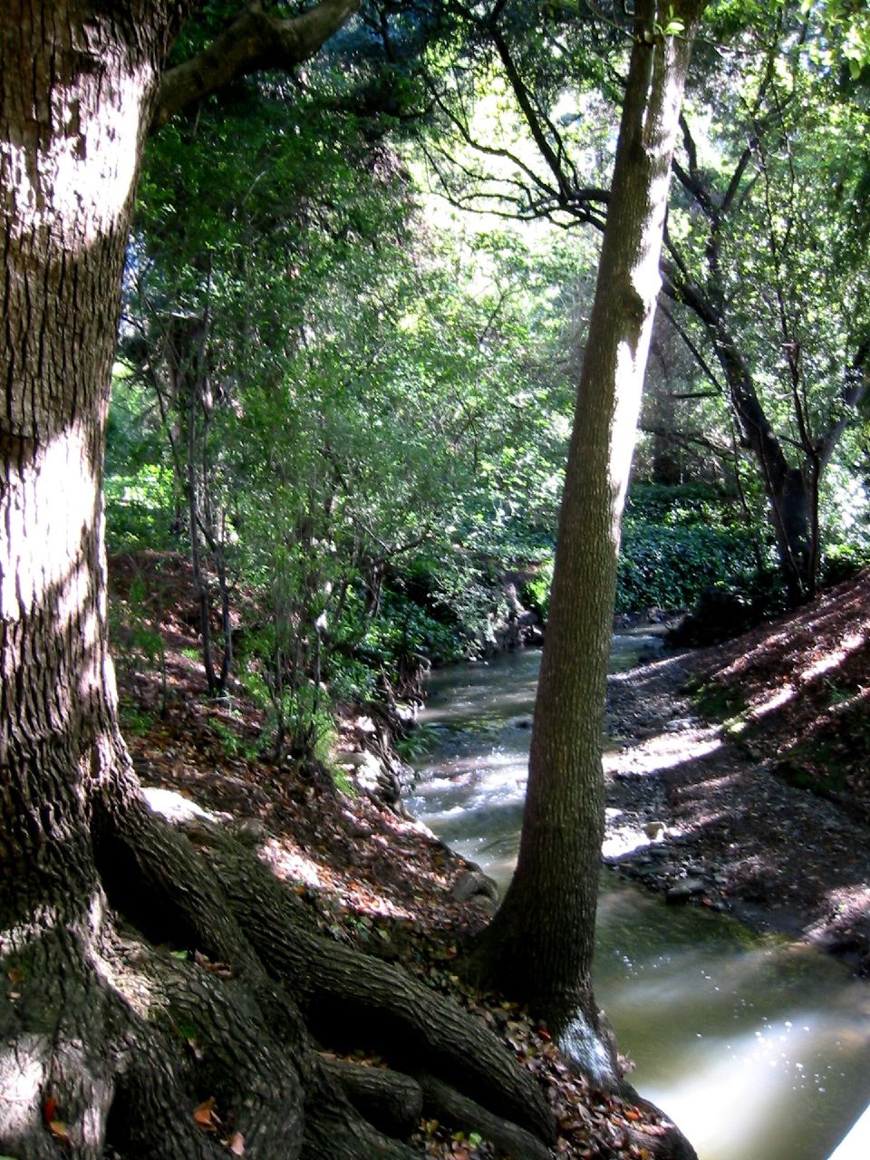 a creek flowing between trees and a lush green forest