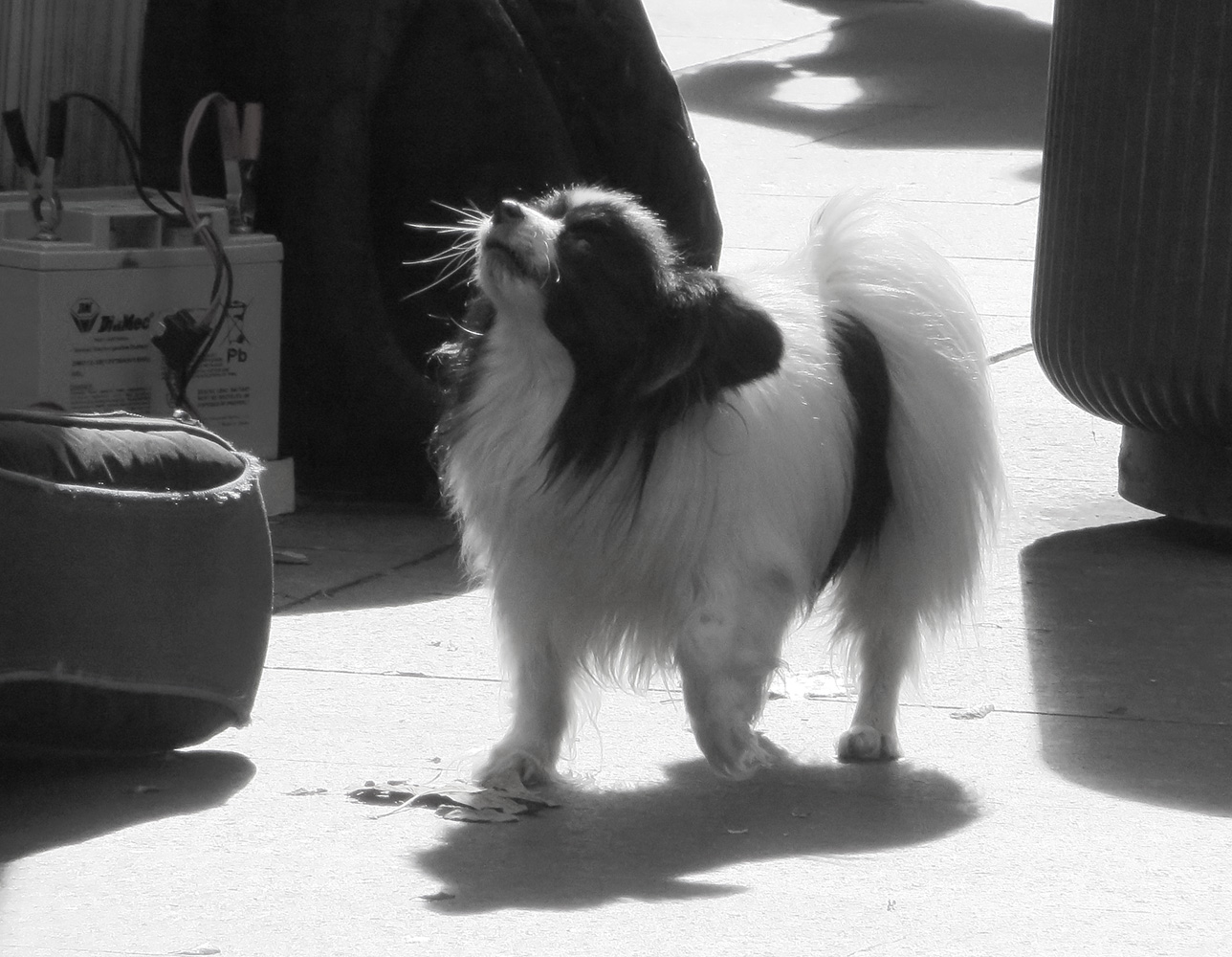 a small dog with long hair stands in the sun