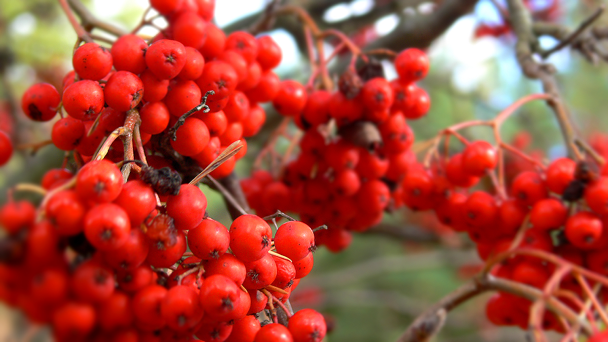 berry tree red berries are ready to be picked from the trees