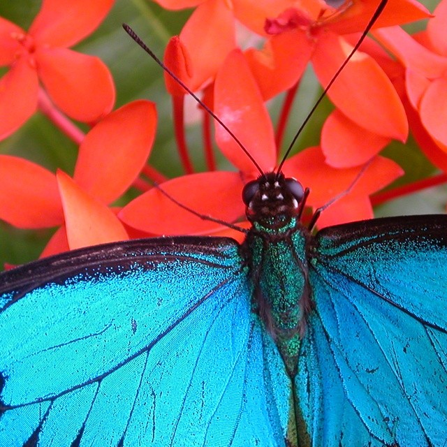 a beautiful blue erfly with orange and red flowers in the background