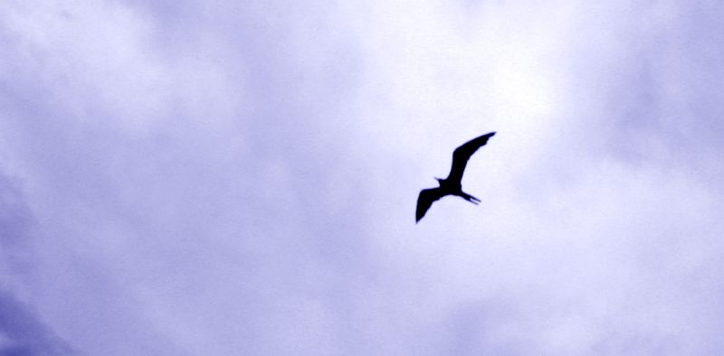 the silhouette of a bird flies in the sky