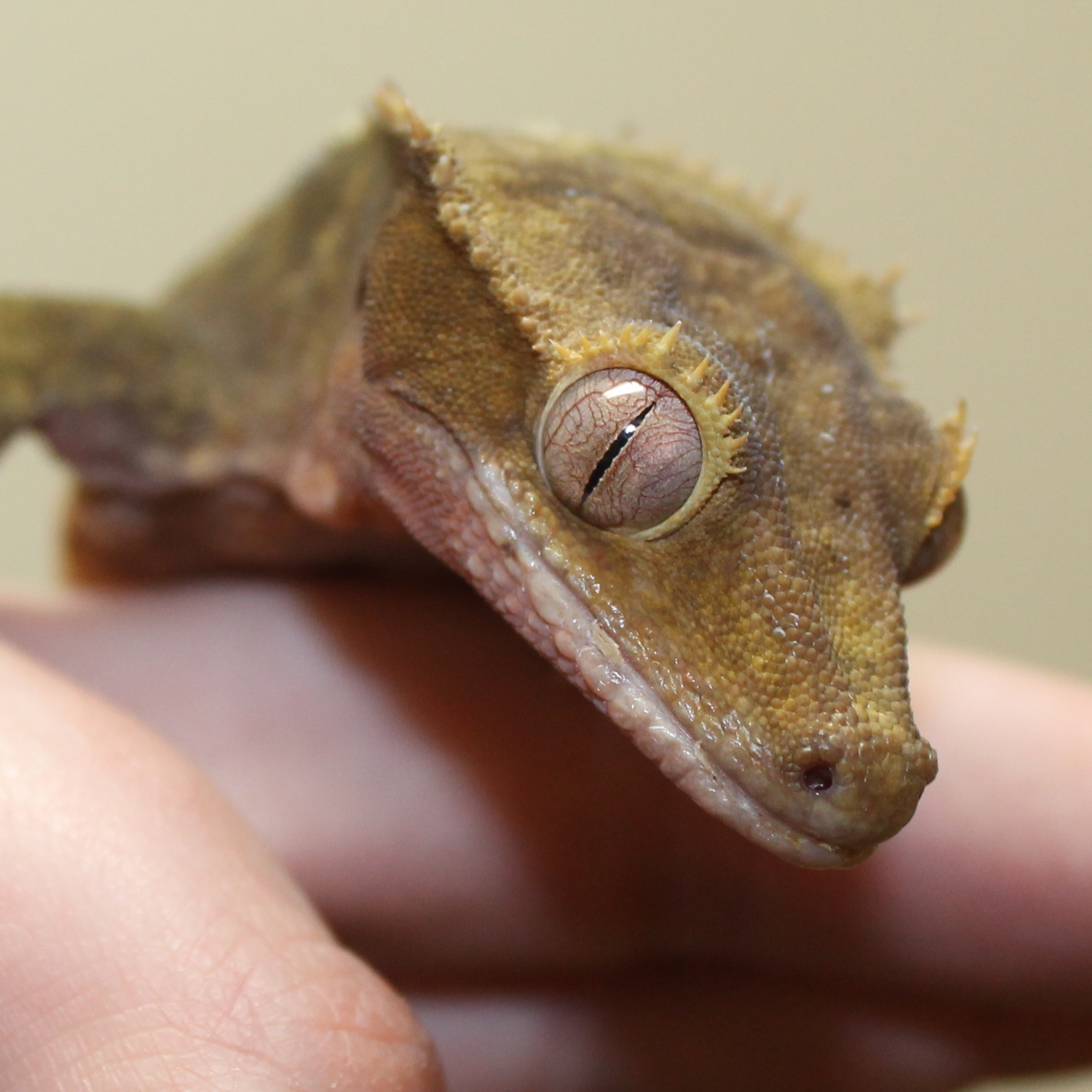 a person holding a tiny toy gecko in their hand