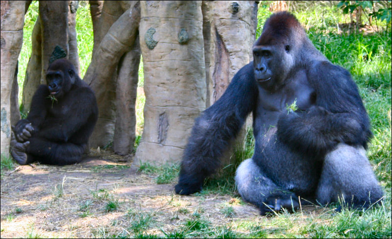 two gorillas on the ground with trees in the background
