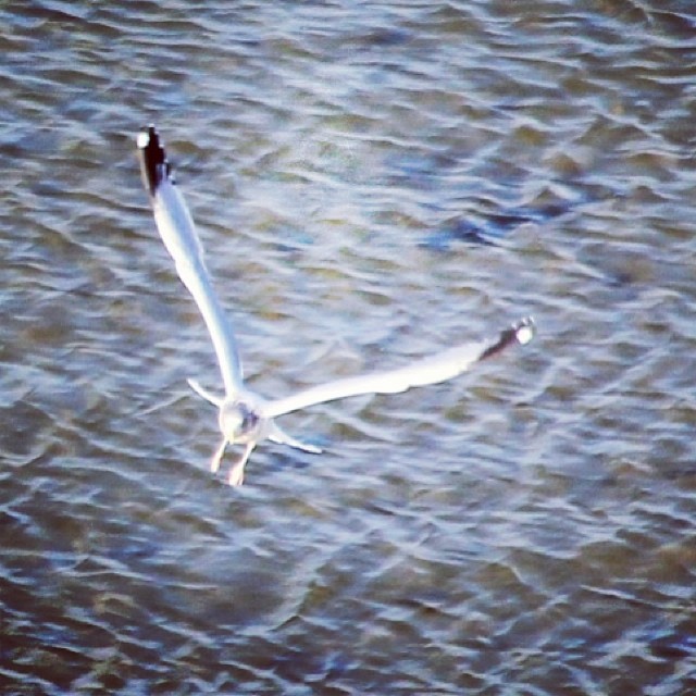 a bird that is flying above water