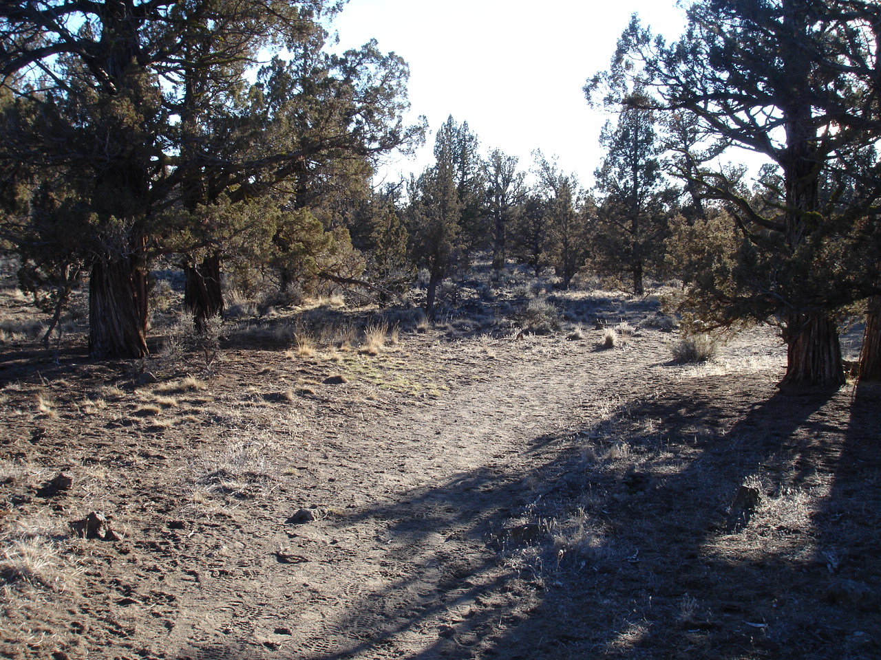 a view of a desert scene with many trees