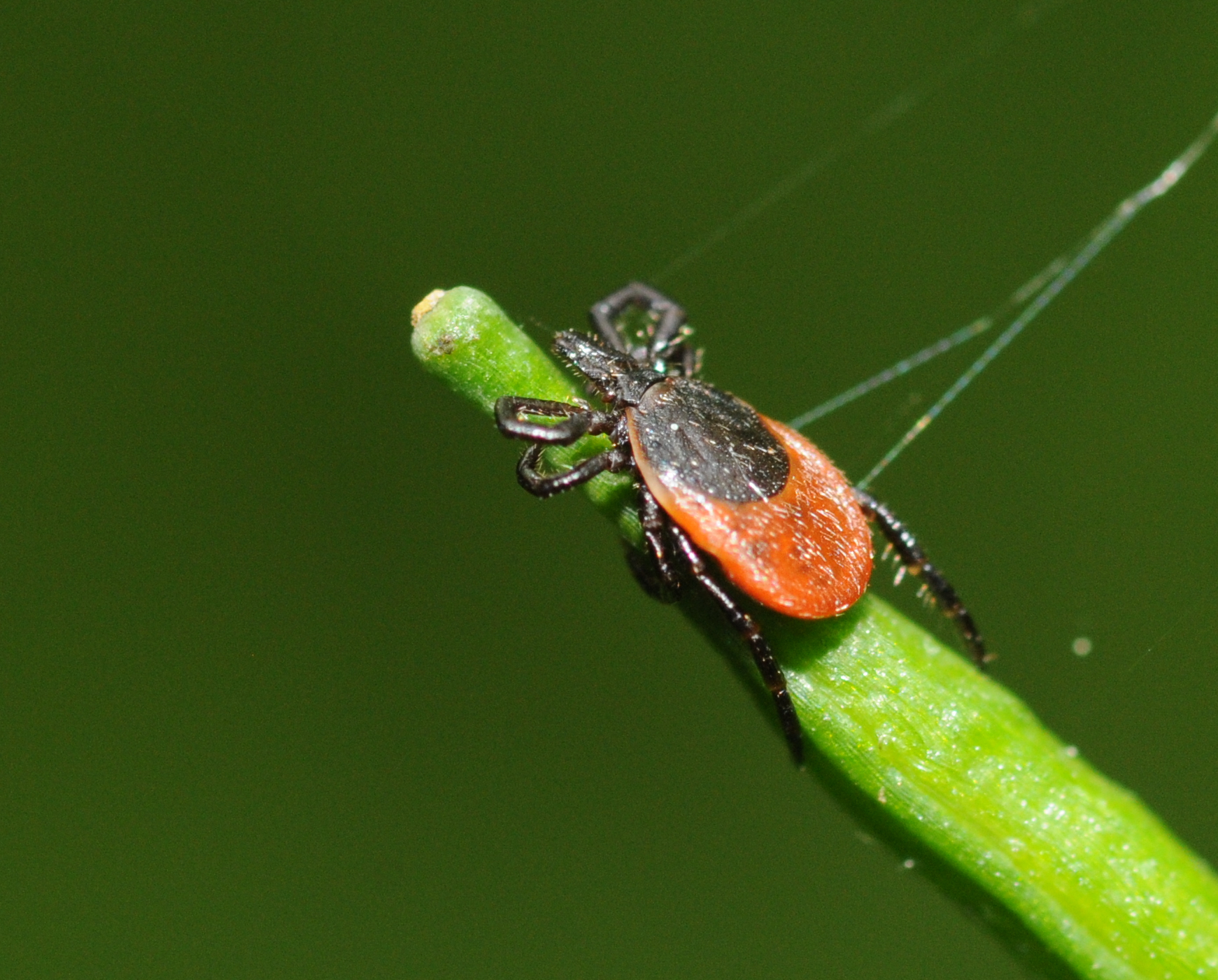 the spider and the red bug are on the top of a green plant