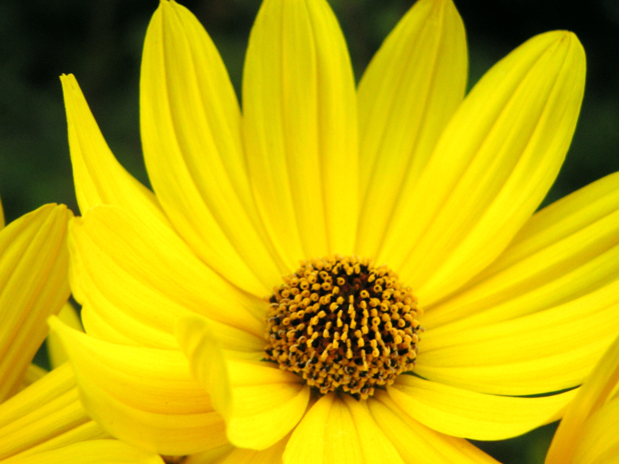 a large yellow flower with lots of green leaves