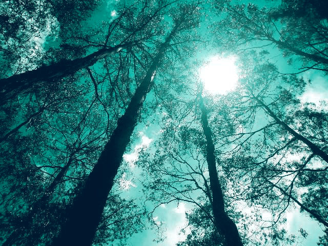 a view looking up at the sky through tall trees