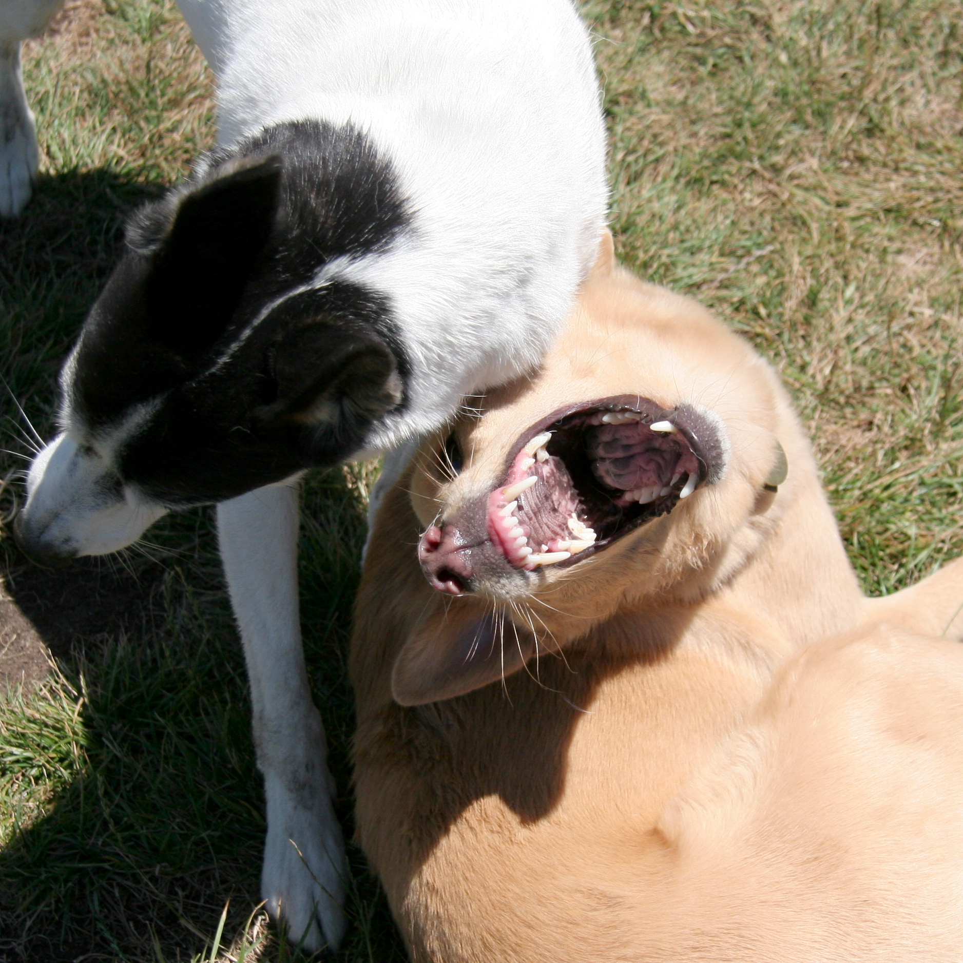 a small dog looks at the mouth of a larger dog