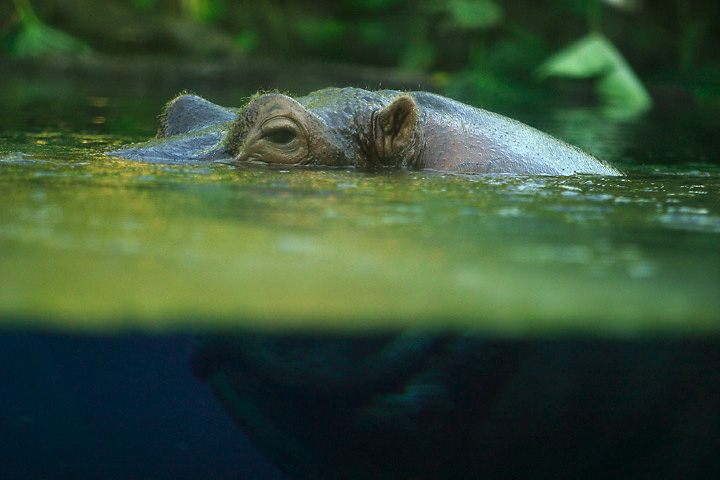 a hippo is submerged in the water in its habitat