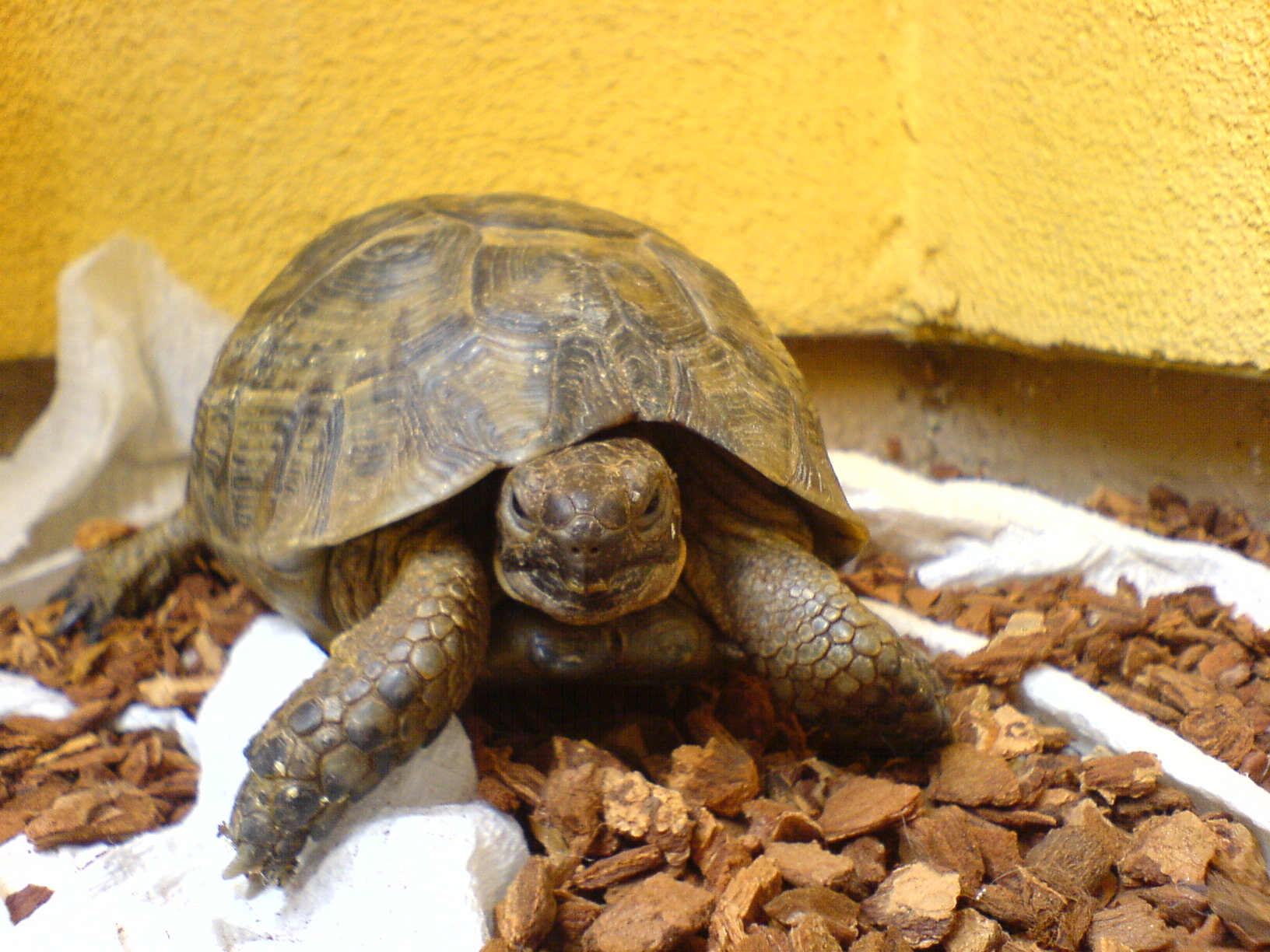 the turtle is in the dirt area looking at his food