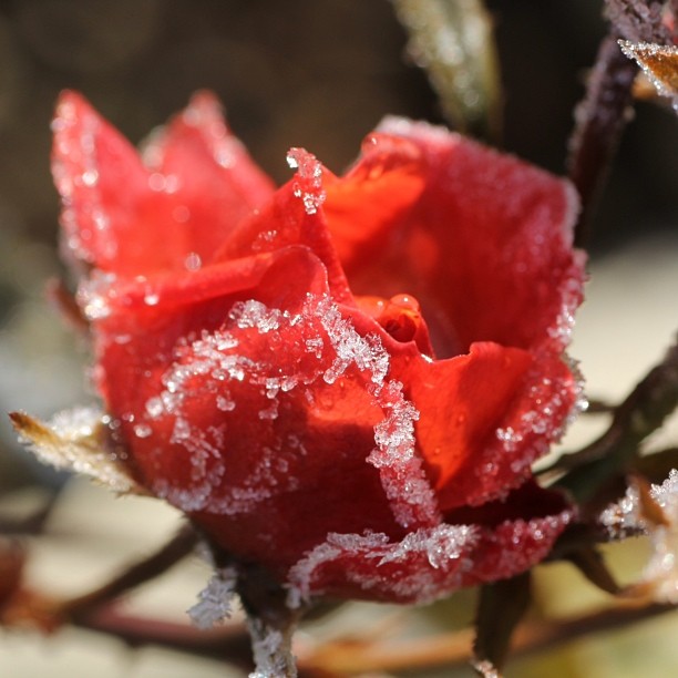 red and frosty flower with small pieces of green
