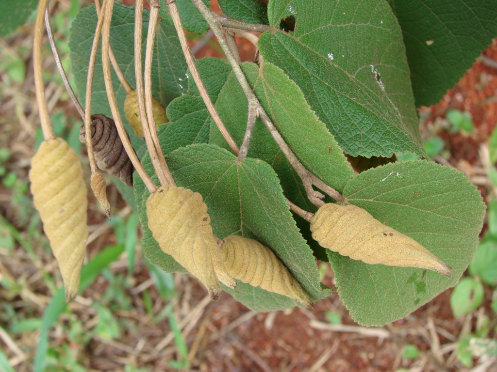 green leaves that have come from the tree