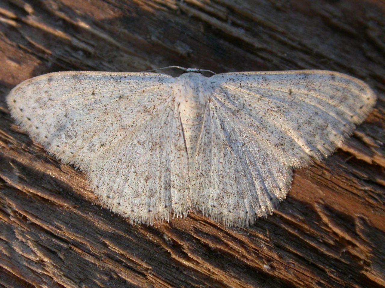 a large, gray moth rests upon wood