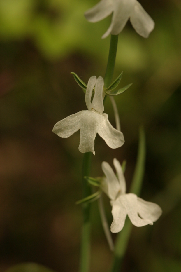 two white flowers with leaves on a nch