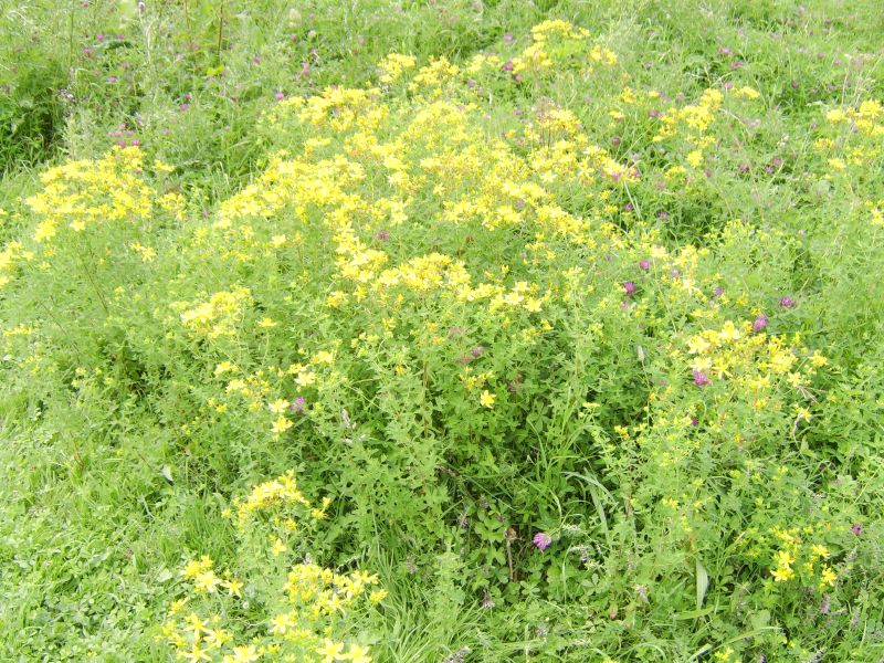 yellow and pink flowers grow among green grass