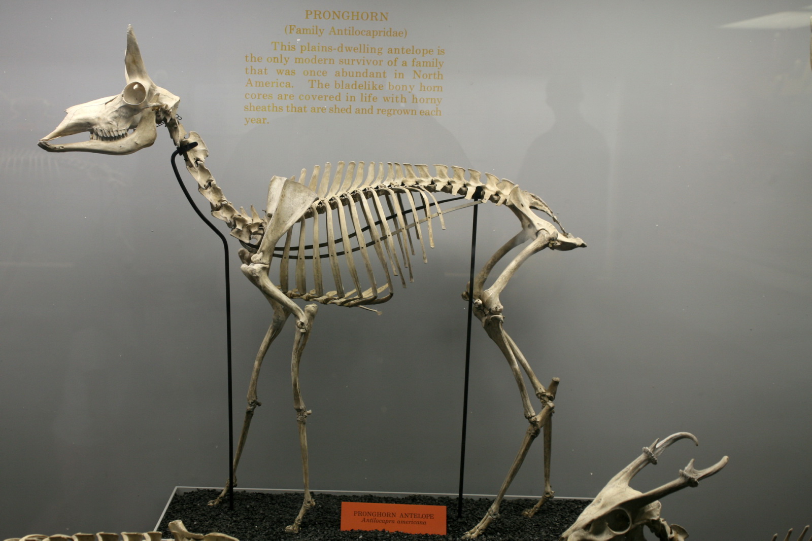 a skeleton of a deer standing next to a pair of scissors