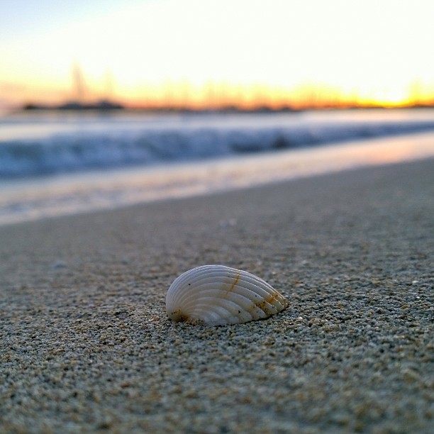 a shell on the sand on the beach