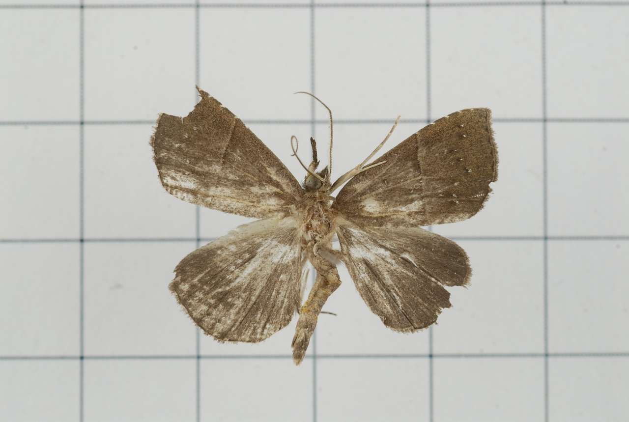 a brown and white erfly on tiled background