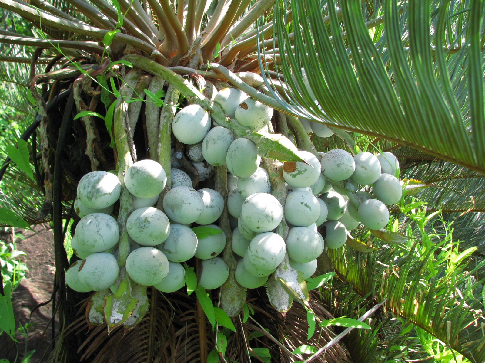 bunches of white fruit hanging on a tree