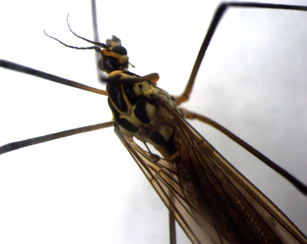 a small insect sitting on top of a white surface