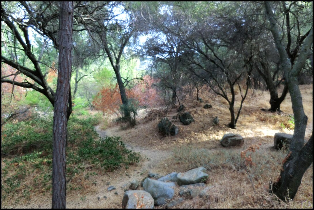 there are trees, rocks, and grass along a trail